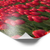 Boer inspecteert zijn tulpen en windmolen foto afdruk (Hoek)