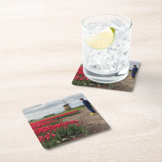 Boer inspecteert zijn tulpen en windmolen kartonnen onderzetters (Insitu)