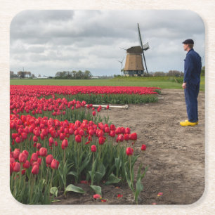 Boer inspecteert zijn tulpen en windmolen kartonnen onderzetters