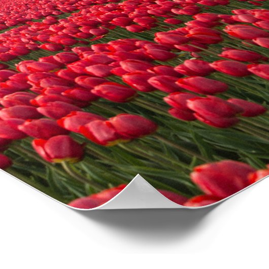 Boer inspecteert zijn tulpen en windmolen poster (Hoek)