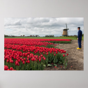 Boer inspecteert zijn tulpen en windmolen poster