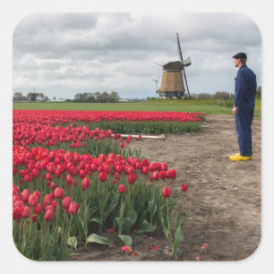 Boer inspecteert zijn tulpen en windmolen vierkante sticker