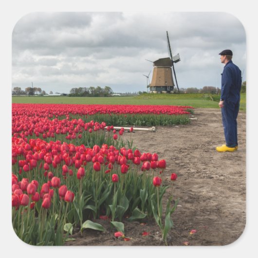 Boer inspecteert zijn tulpen en windmolen vierkante sticker (Voorkant)