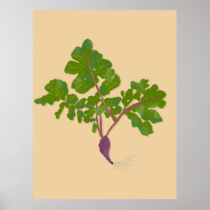 Boer Radijs Raap Planten Tuinieren Poster