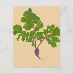 Boer Radijs Raapjes Planten Tuinieren Briefkaart
