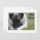 Boerboel Briefkaart (Voorkant / Achterkant)