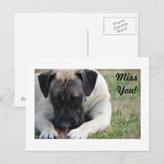 Boerboel Briefkaart (Voorkant / Achterkant)