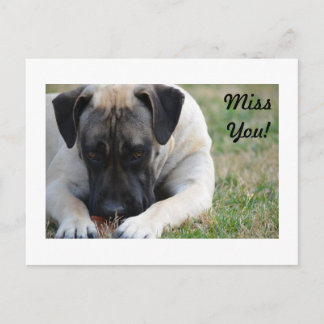 Boerboel Briefkaart
