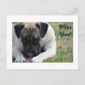Boerboel Briefkaart (Voorkant)