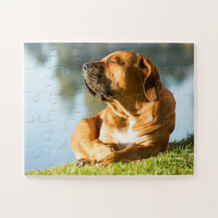 Boerboel Dog geniet van de zon Legpuzzel