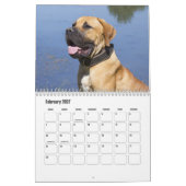 Boerboel hondenkalender kalender (Feb 2027)