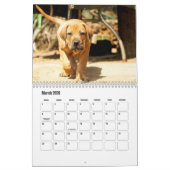 Boerboel hondenkalender kalender (Mar 2026)