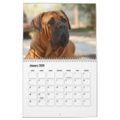 Boerboel hondenkalender kalender (Jan 2026)