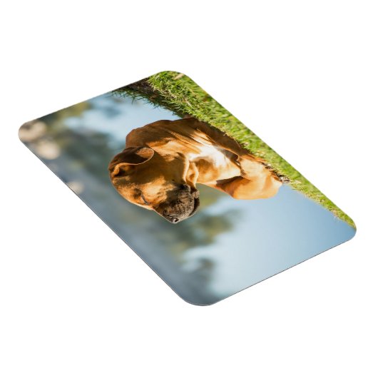 Boerboel Magneet (Rechterzijde)