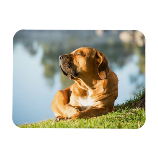 Boerboel Magneet (Horizontaal)