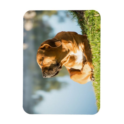 Boerboel Magneet (Verticaal)