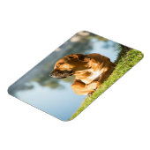 Boerboel Magneet (Linkerzijde)