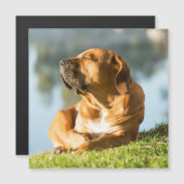 Boerboel Magnetische Kaart (Voorkant / Achterkant)