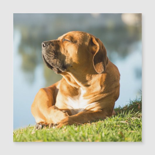 Boerboel Magnetische Kaart (Voorkant)