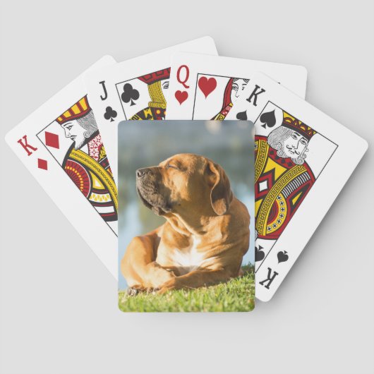 Boerboel Pokerkaarten (Achterkant)