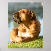 Boerboel Poster (Voorkant)