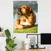 Boerboel Poster (Thuiskantoor)