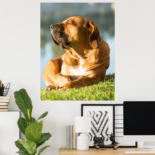 Boerboel Poster (Thuiskantoor)