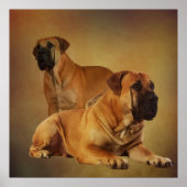 Boerboel - Zuid-Afrikaanse Mastiff Poster (Voorkant)