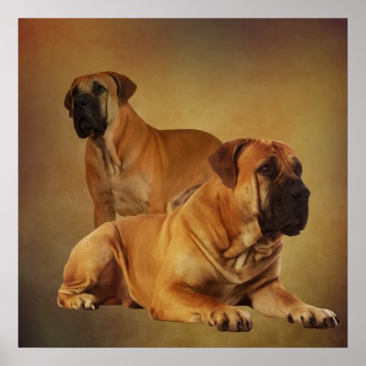 Boerboel - Zuid-Afrikaanse Mastiff Poster (Voorkant)