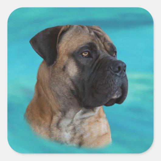 Boerboel - Zuid-Afrikaanse Mastiff Vierkante Sticker (Voorkant)