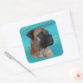 Boerboel - Zuid-Afrikaanse Mastiff Vierkante Sticker (Envelop)