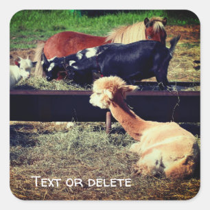 Boerderij Animal Friends Natuur - Gepersonaliseerd Vierkante Sticker