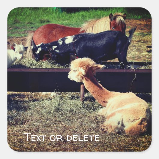 Boerderij Animal Friends Natuur - Gepersonaliseerd Vierkante Sticker (Voorkant)