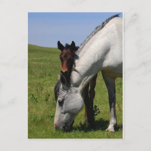Boerderij Bestemmende Natuur Paardenschaal Briefkaart