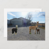 Boerderij Briefkaart (Voorkant / Achterkant)