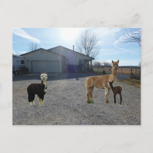 Boerderij Briefkaart