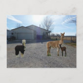 Boerderij Briefkaart (Voorkant)