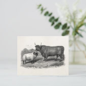  Boerderij Bull Sheep Illustration Retro van de 18 Briefkaart (Staand voorkant)