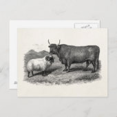  Boerderij Bull Sheep Illustration Retro van de 18 Briefkaart (Voorkant / Achterkant)