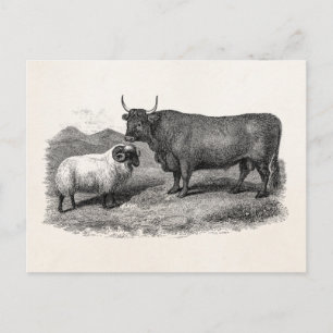 Boerderij Bull Sheep Illustration Retro van de 18 Briefkaart