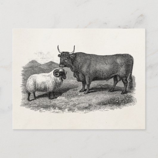  Boerderij Bull Sheep Illustration Retro van de 18 Briefkaart (Voorkant)