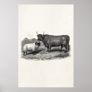 Boerderij Bull Sheep Illustration Retro van de 18 Poster