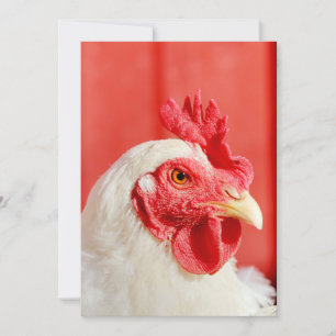 Boerderij Chicken Kaart