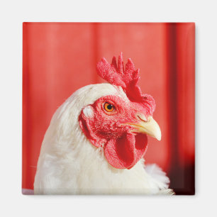 Boerderij Chicken Magneet