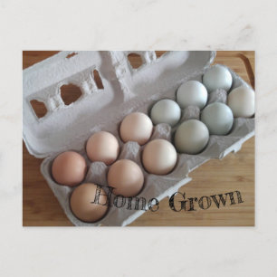 Boerderij Fresh Eggs Home Grown Gekleurd Groen Roz Briefkaart