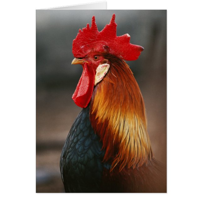 Boerderij gedomesticeerde haan (Voorkant)
