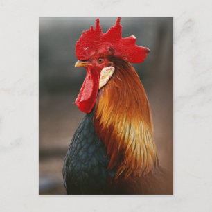 Boerderij gedomesticeerde haan briefkaart