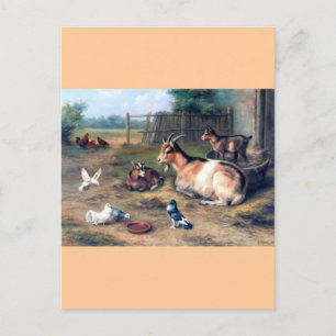 Boerderij Geitten Kinder duiven Briefkaart