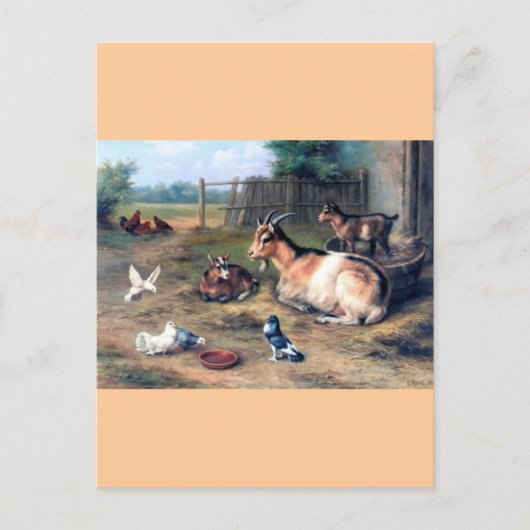 Boerderij Geitten Kinder duiven Briefkaart (Voorkant)
