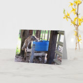 Boerderij Kat Wenskaart Kaart (Gele Bloem)